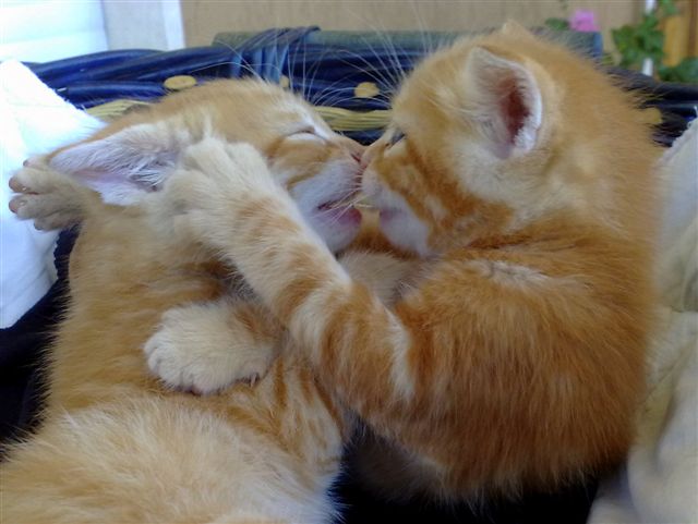 Ginger e Jimmy (1) Ginger e Jimmy