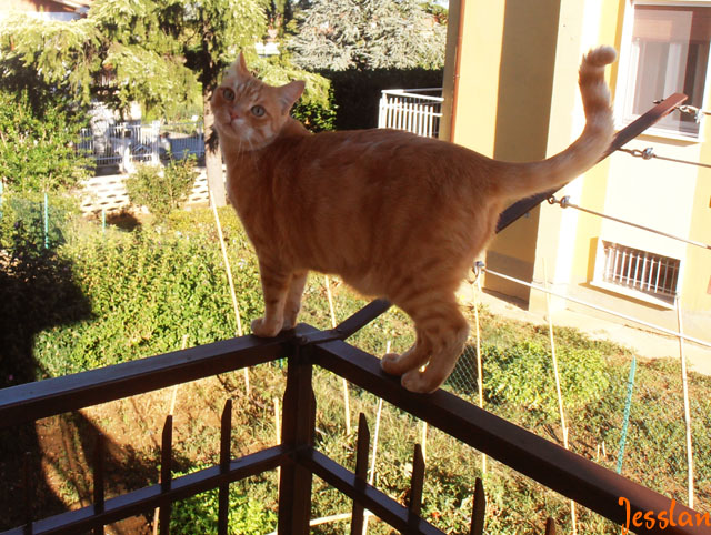 gatto-balcone gatto-balcone