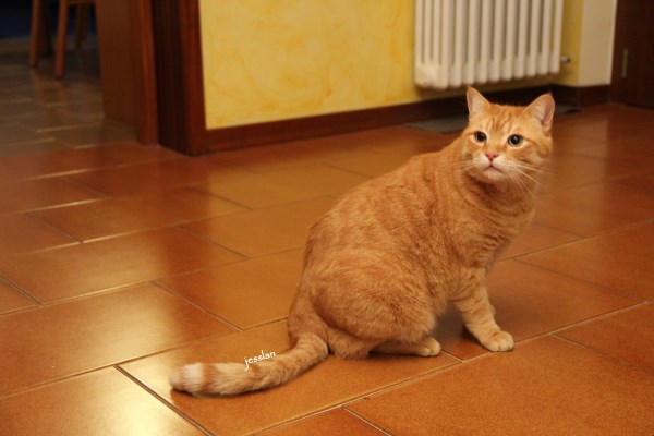 purina_cibogattisterilizzati (13)