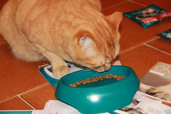 purina_cibogattisterilizzati (7)