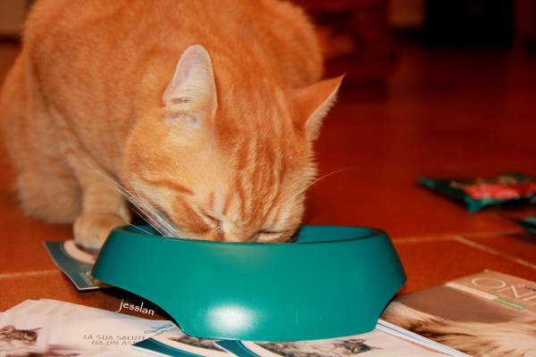 purina_cibogattisterilizzati (8)