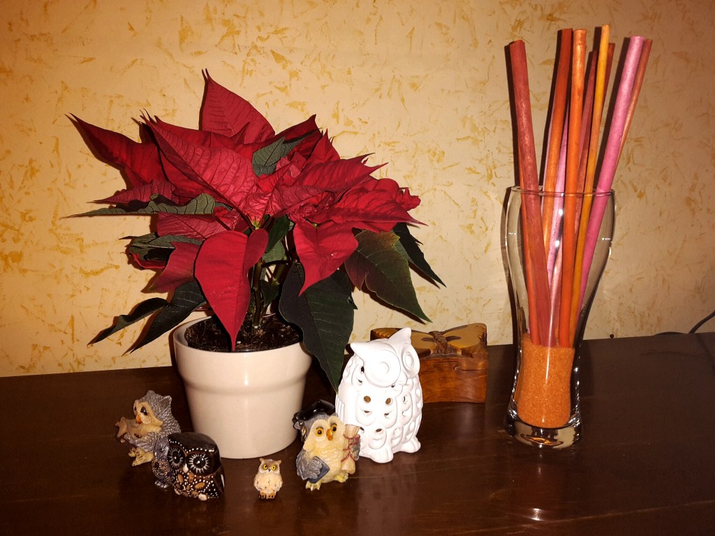 stella di natale ikea