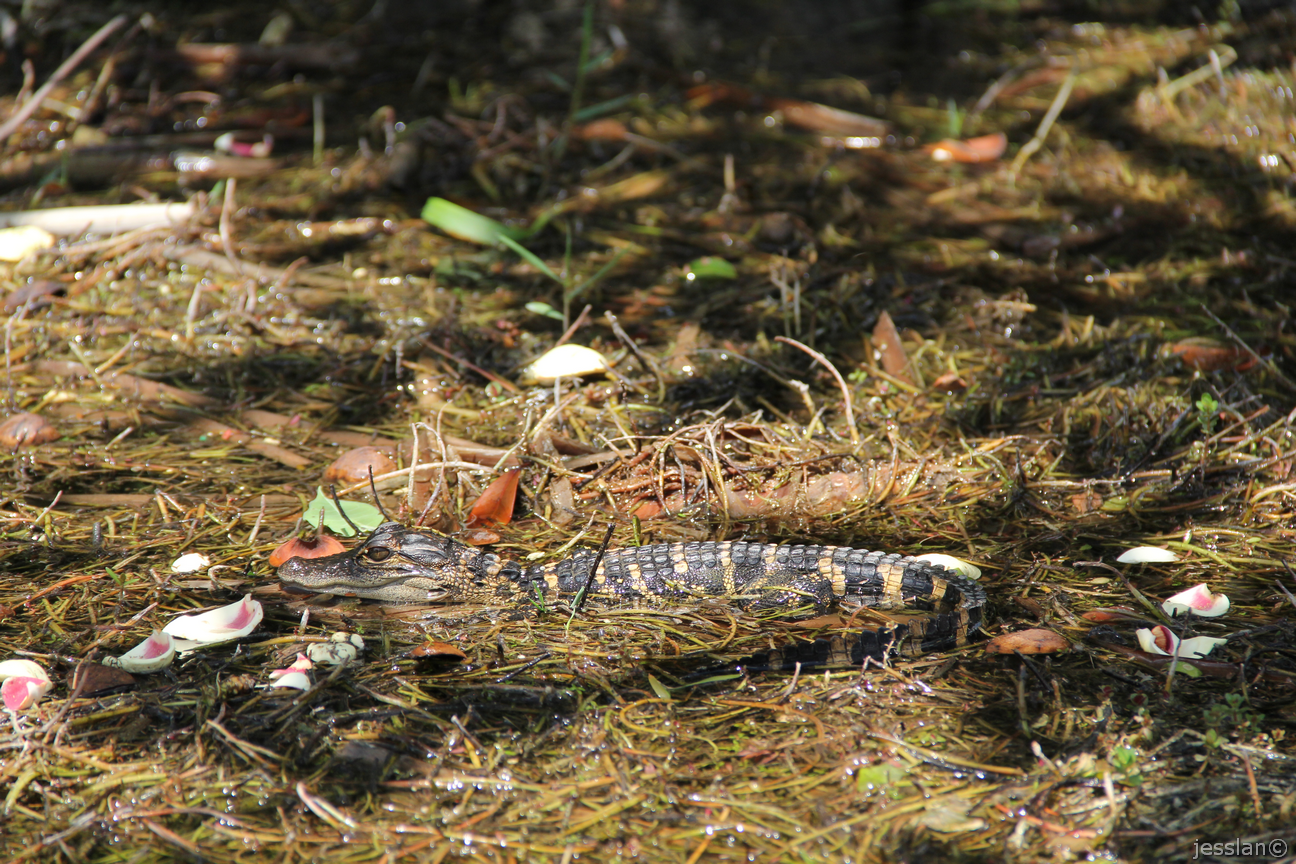 Cucciolo di alligatore