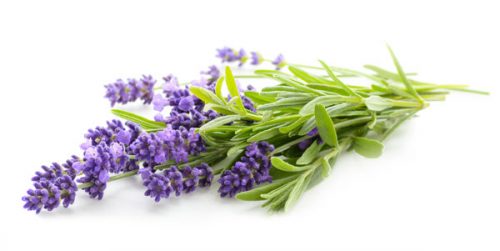 Lavanda