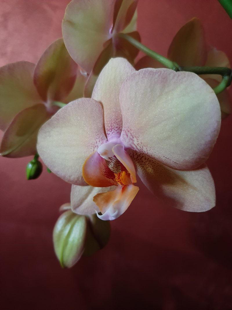 Phalaenopsis